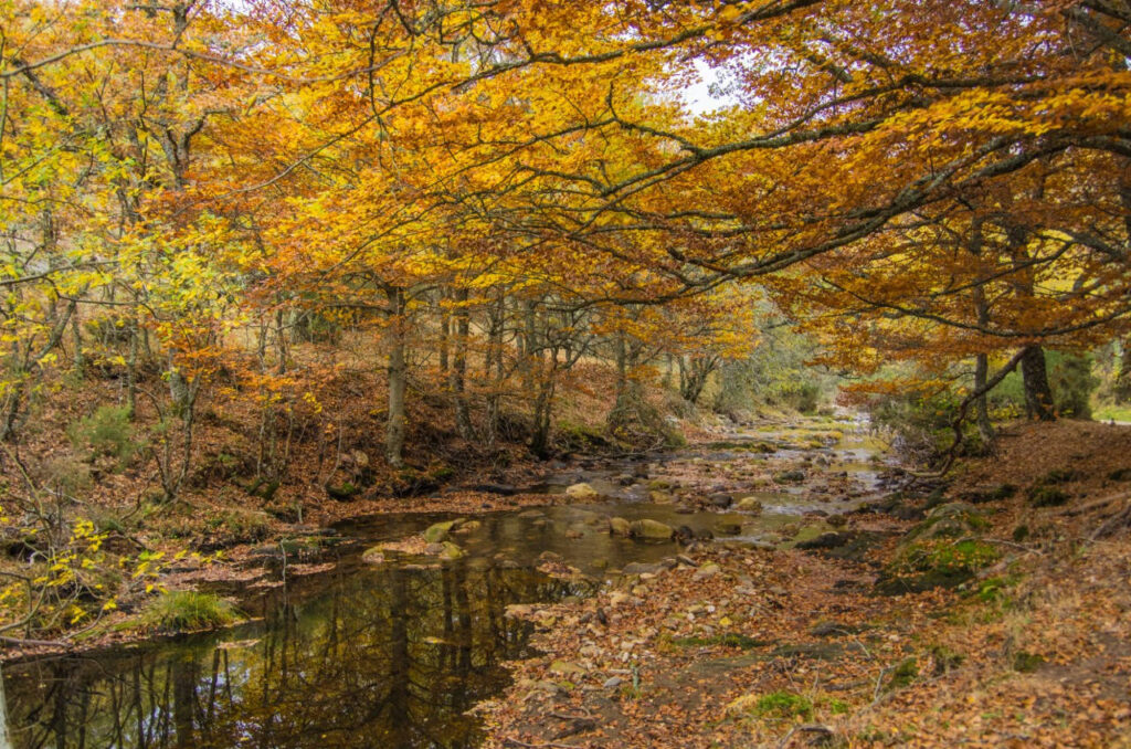 Montejo beech forest - Sierra del Rincon - Madrid