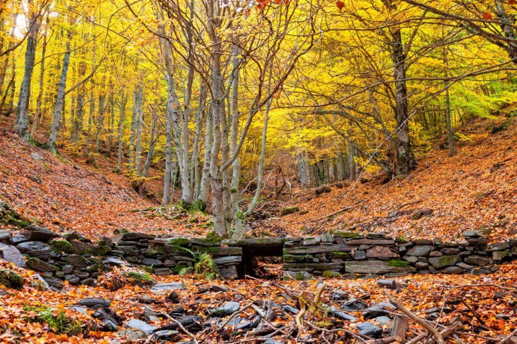 Autumn in motorhome