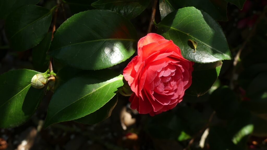 Destinos románticos en autocaravana - Ruta de las camelias en Rías Baixas