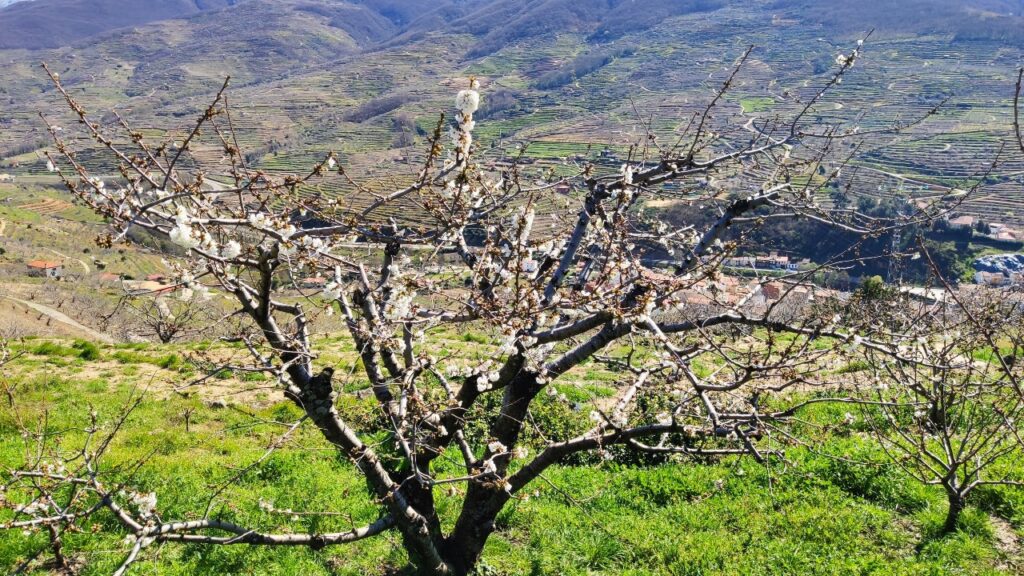 Vale do Jerte na primavera em um motorhome