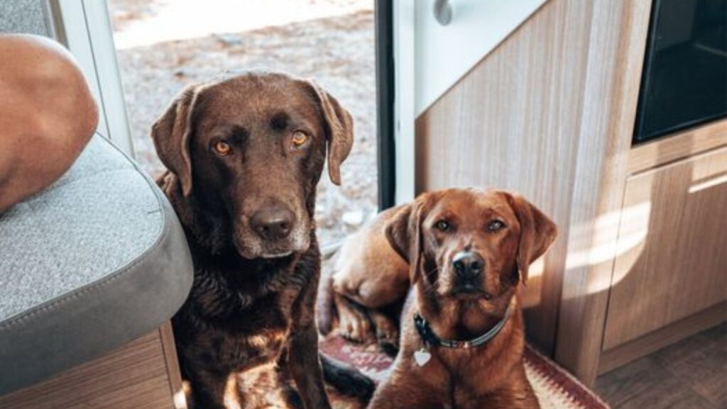 Viajar en autocaravana por Europa - Mascotas