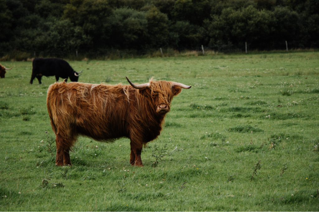 L'Ecosse en camping-car en automne