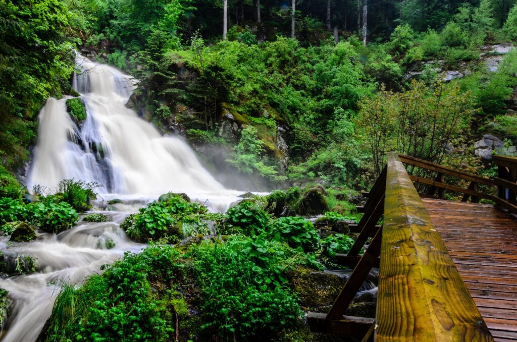 Floresta Negra de motorhome no outono