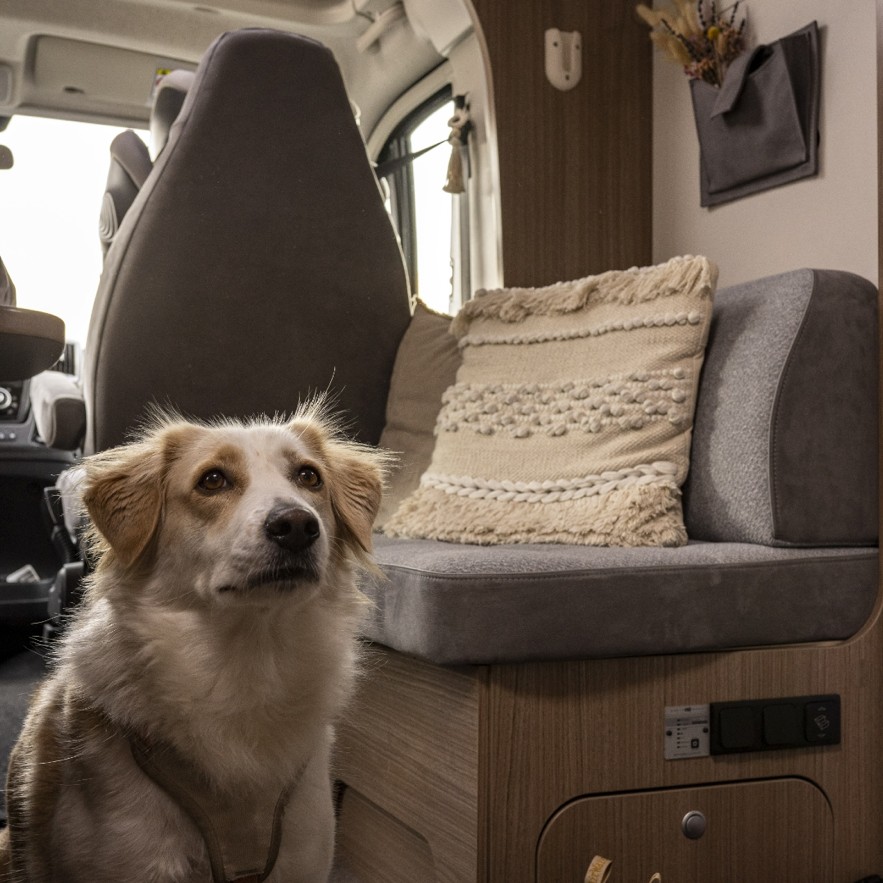 Viajar en autocaravana es una forma maravillosa de disfrutar de la naturaleza, la libertad y la aventura con toda la familia, incluyendo, por supuesto, a tu mascota, ya sea un perro o un gato (los más comunes) como otros animales. Compartir las vacaciones en autocaravana con tus fieles amigos puede ser una experiencia emocionante y enriquecedora para toda la familia, pero nunca está de más que tengas en cuenta algunos consejos.